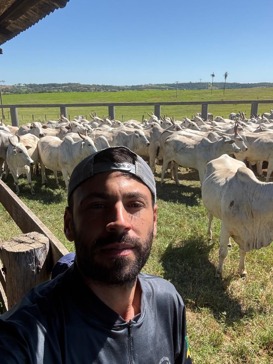 Rebanho Nelore no curral, com o pasto ao fundo